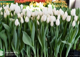 Tulipa Hakuun ® (1)